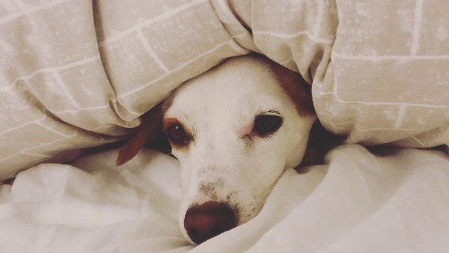 Calm nap on a familiar blanket during boutique weekend boarding in South Melbourne