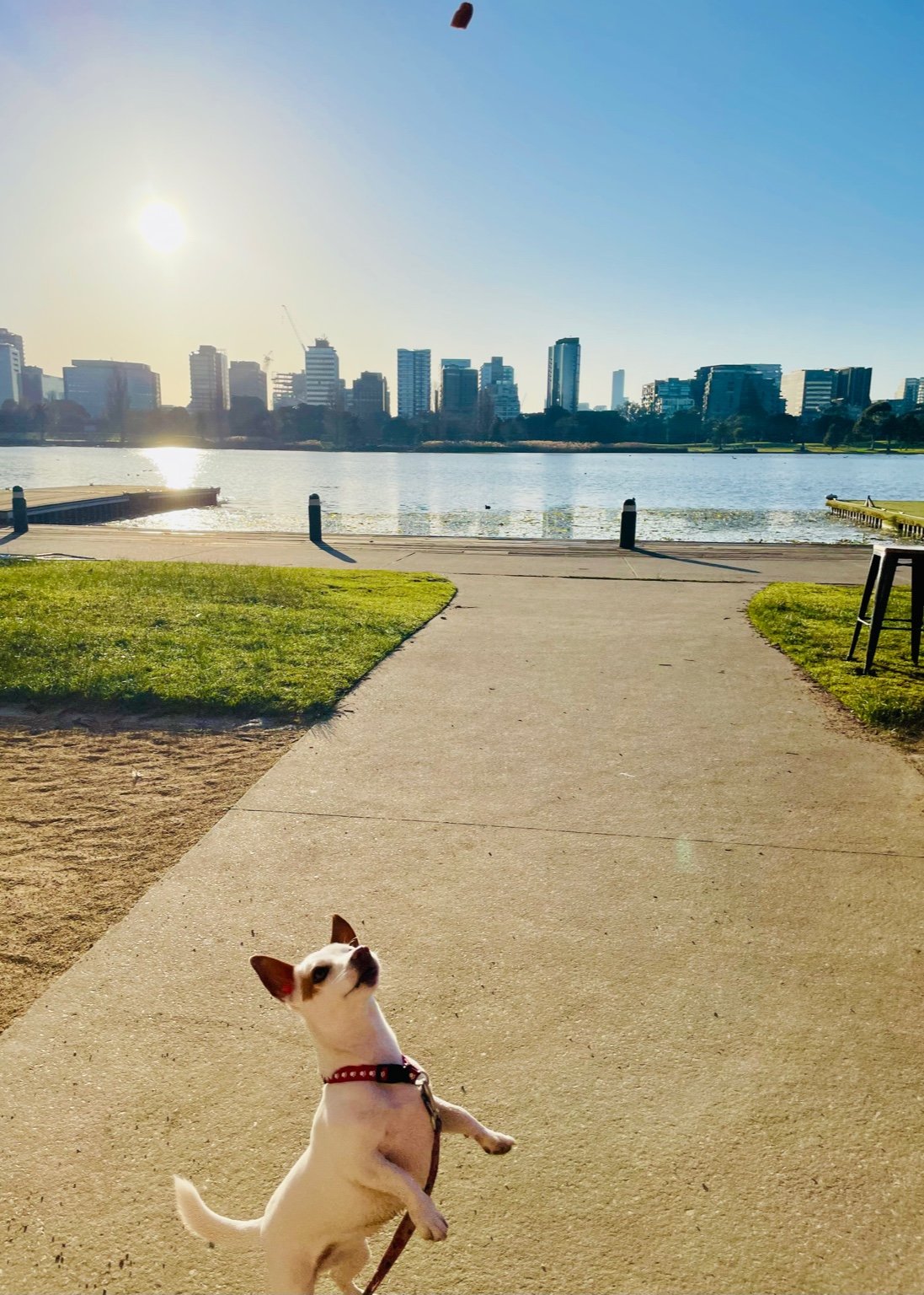 Solo dog walk around Albert Park Lake — one dog only